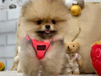 BİBLO POMERANİAN BOO YAVRULARIMIZ