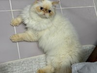 Safkan 1 yaşında çok akıllı iran kedisi