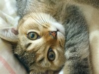British shorthair 4 aylık