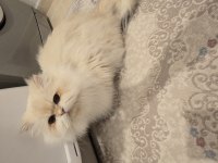 Ömürlük yuva british longhair kedisi