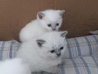 Yavru british shorthair mama yiyorlar tuvalet eğitimi var