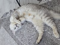 ÜCRETSİZ SAHİPLENDİRİLECEK KEDİMİZ