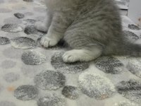 Scottish fold silver ayı surat