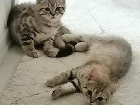 British shorthair 2.5 aylık