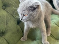 Scottish shorthair