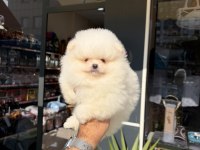 Ukrayna doğumlu Pomeranian boo yavrular