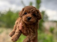 Teacup Maltipoo