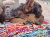 Merle tan dişi french bulldog