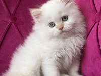 2 aylık safkan erkek red point british yavrumuz