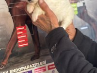 A kalite samoyed bebeklerim