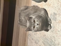 1 yaşında british shorthair oğluma eş