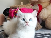 SCRLİ babadan safkan son dişi british shorthair bebek