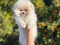 Gülen Surat Pomeranian Yavrularımız