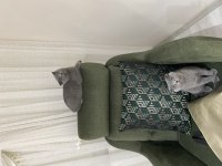 Scottish fold yavrular