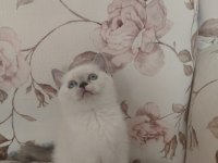 Safkan blue point british bebeklerim