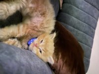 British longhair kedisi