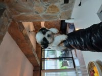 Üst Kalite shih tzu kahve beyaz yavrular