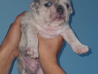 %100 IRK GARANTİLİ FRANSIZ BULLDOG YAVRULARI
