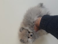 20 Ocak doğumlu pomeranian oğlumuz