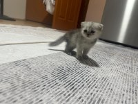 3 scottish fold 1 british