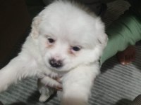 Çok sevimli maltipoo