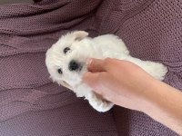0 Grubu 2 Aylık Maltese Yavru köpeği