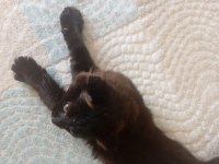 Çok uysal minik yavru british longhair