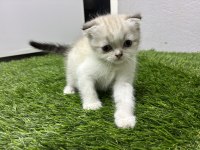 Scottish Fold Shaded