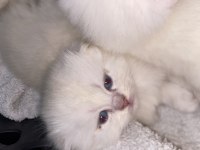 Scottish fold yavrular çok tatlı