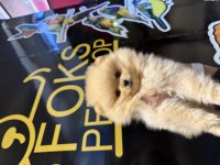 Pomeranian yavruları