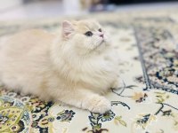 British longhair erkek