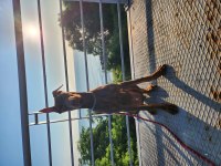 8 aylık kızıl doberman