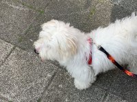 Orjinal maltese terrier
