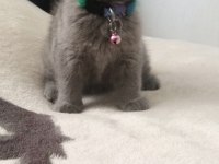 Ayı surat british shorthair