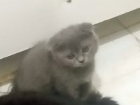 Scottish Fold Yavru