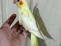 51 GÜNLÜ KUSURSUZ LUTİNO BEBEK SULTAN