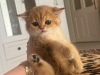 SAFKAN BRİTİSH SHORTHAİR GOLDEN DIŞI YAVRU