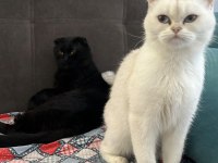British shorthair kedilerimize acil ev arıyoruz ücretli