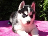 HUSKY SİBİRYA YAVRULARI