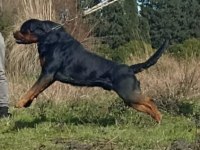 Rottweiler von baboş