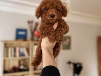 Ev Ortamında Irk Ve Sağlık Garantili Poodle Bebekler