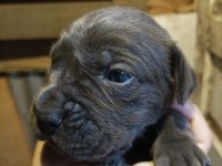 Yavru cane corso