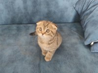 2 aylık golden spotted scottish fold