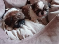 Sağlıklı Mükemmel Shih Tzu Yavrularımız