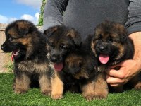 ALMAN ÇOBAN KÖPEĞİ YAVRULARI
