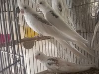 Garantili Sultan Papağanı Takım