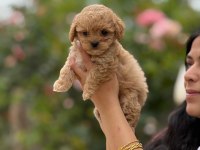 ÇOK SAĞLIKLI MALITPOO BEBEKLER 