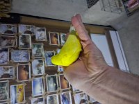 Minik muhabbet kuşu bebekler yuvadan uçmaya hazır