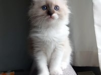 Safkan Ragdoll Mitted Point