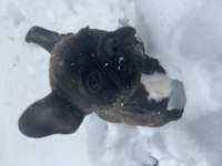 4 aylık french bulldog sorunsuz